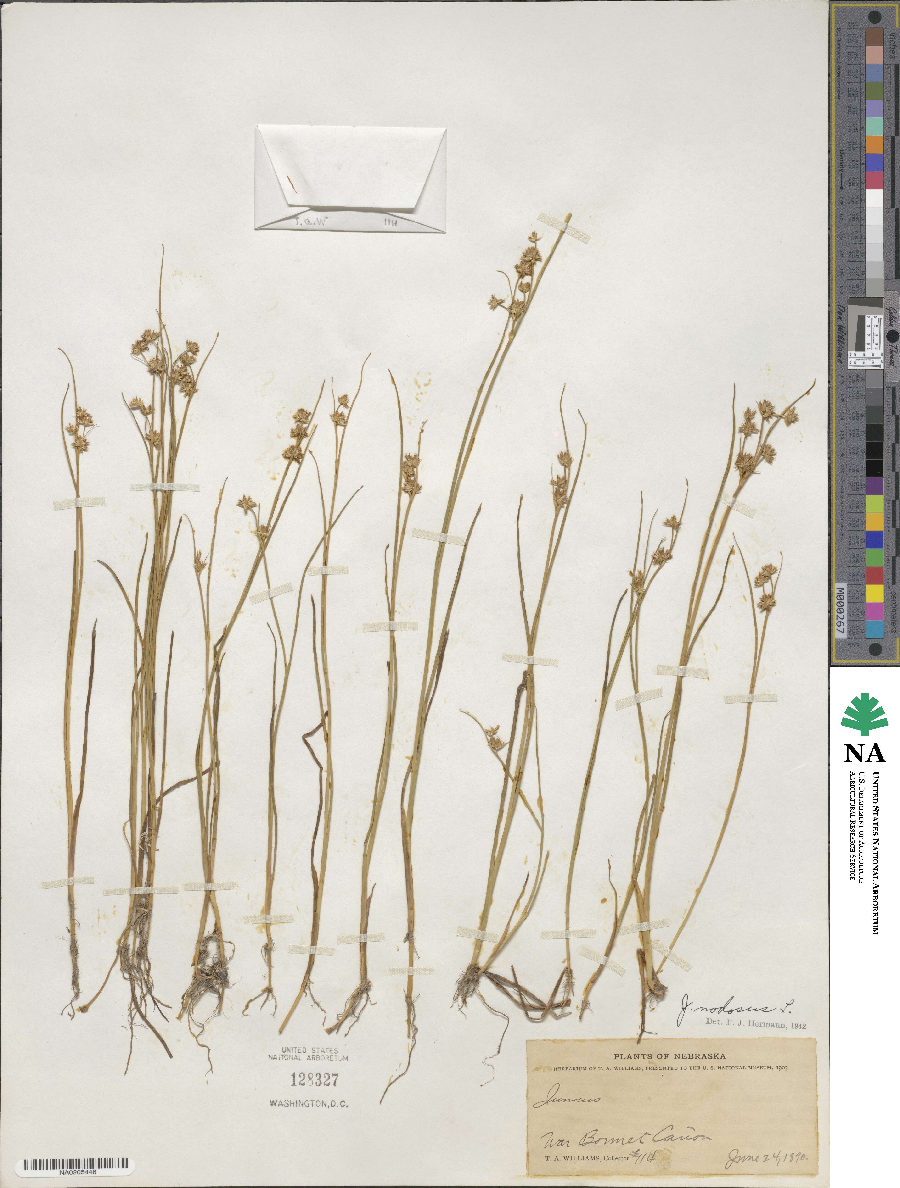 Juncus nodosus image