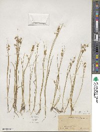 Juncus nodosus image