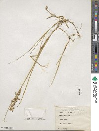 Juncus nodosus image