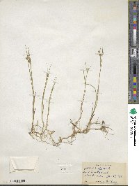 Juncus nodosus image