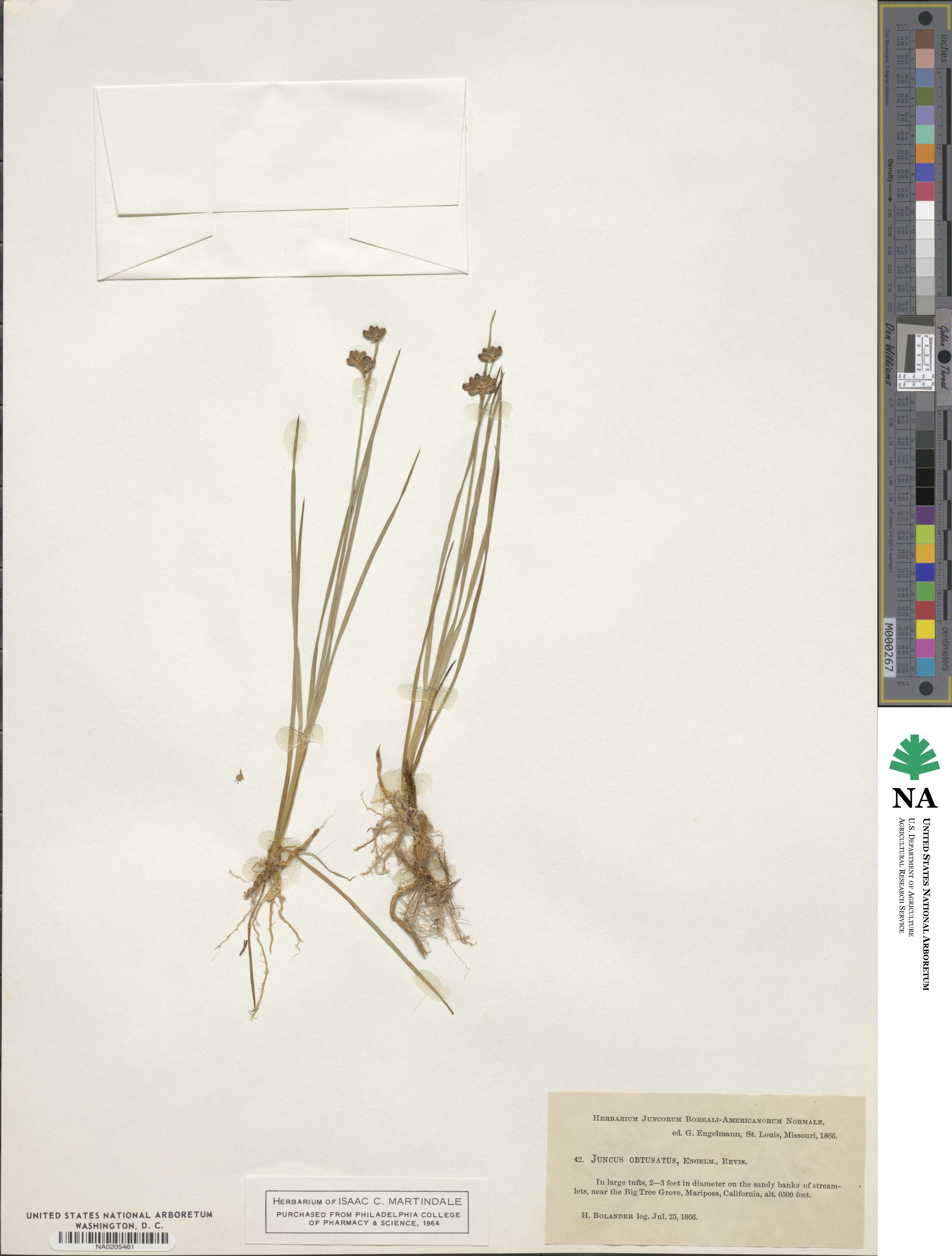 Juncus obtusatus image