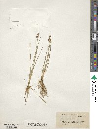 Juncus obtusatus image