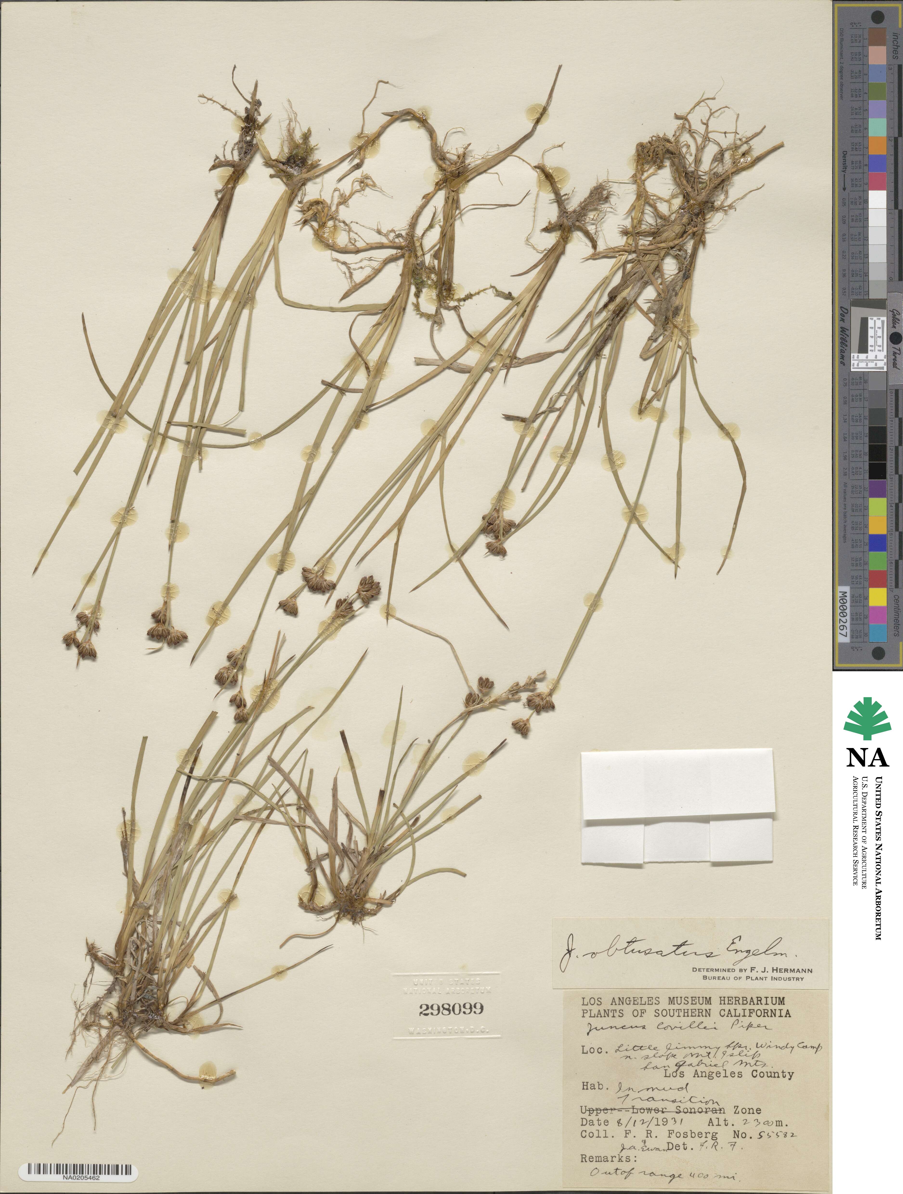 Juncus obtusatus image