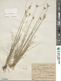 Juncus occidentalis image