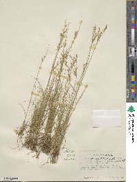 Juncus occidentalis image