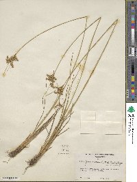 Juncus occidentalis image