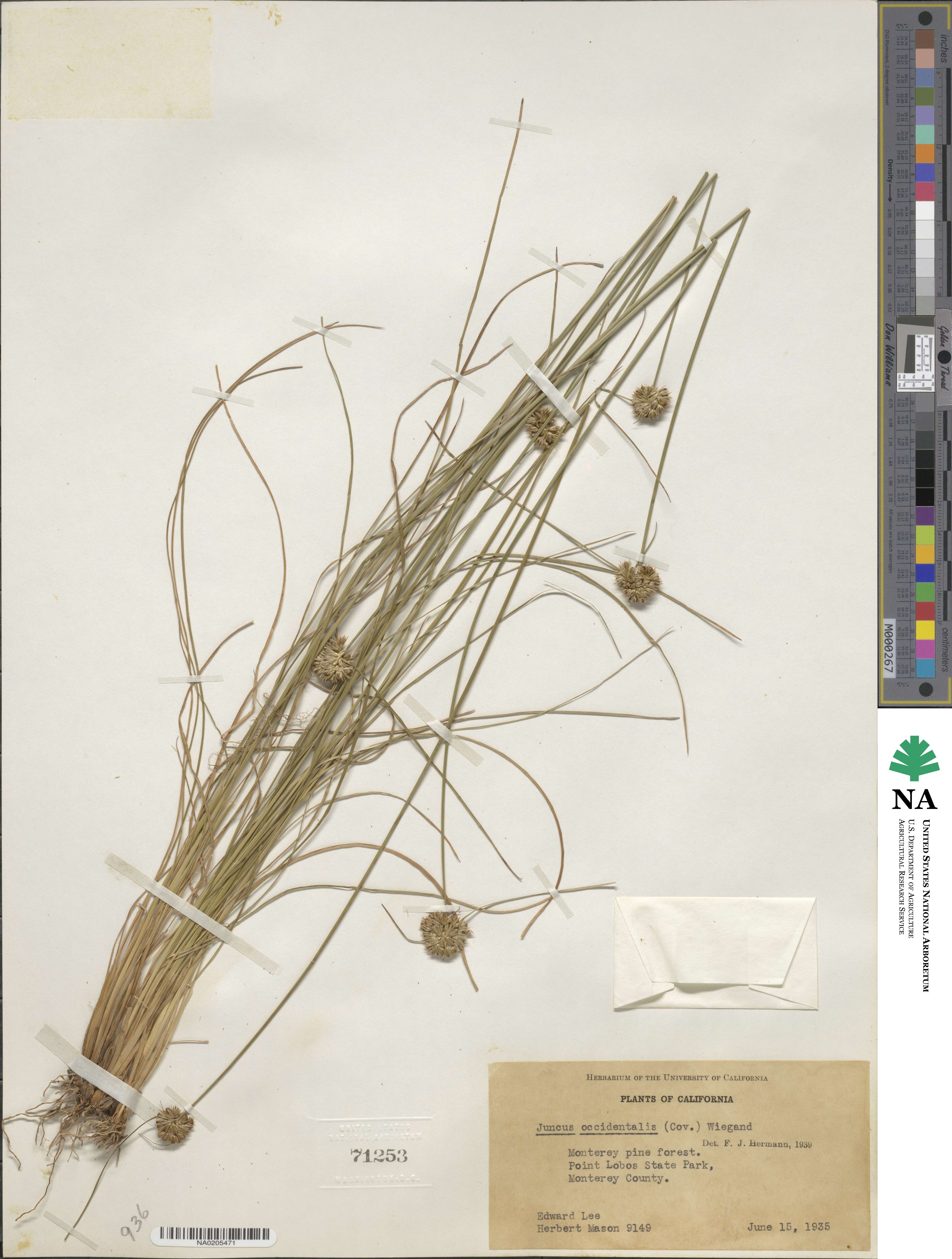 Juncus occidentalis image