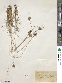 Juncus occidentalis image