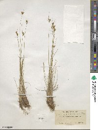 Juncus occidentalis image