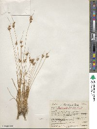 Juncus occidentalis image