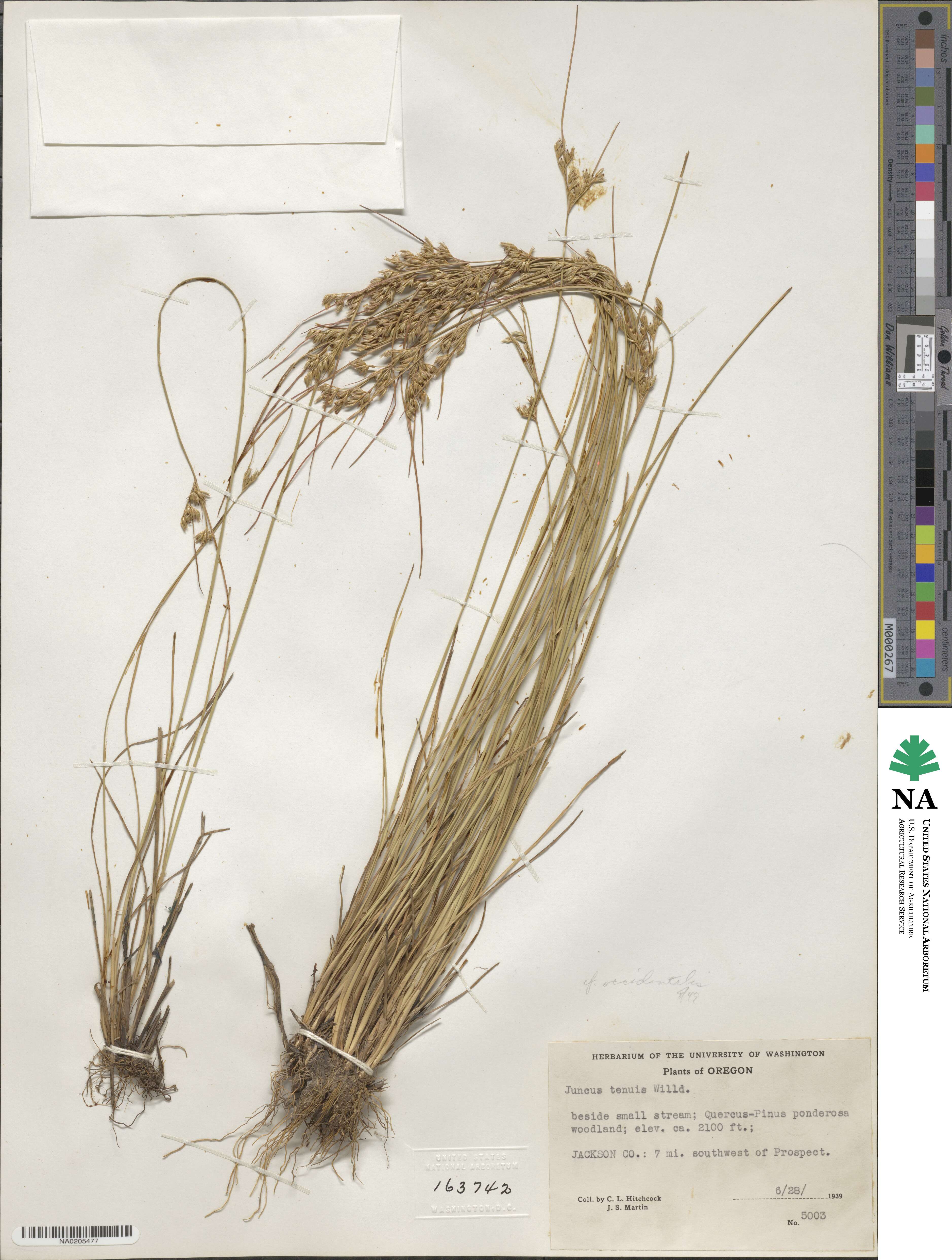 Juncus occidentalis image