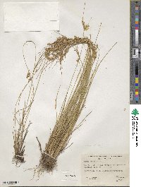 Juncus occidentalis image