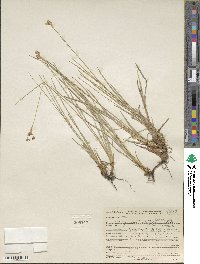 Juncus orthophyllus image