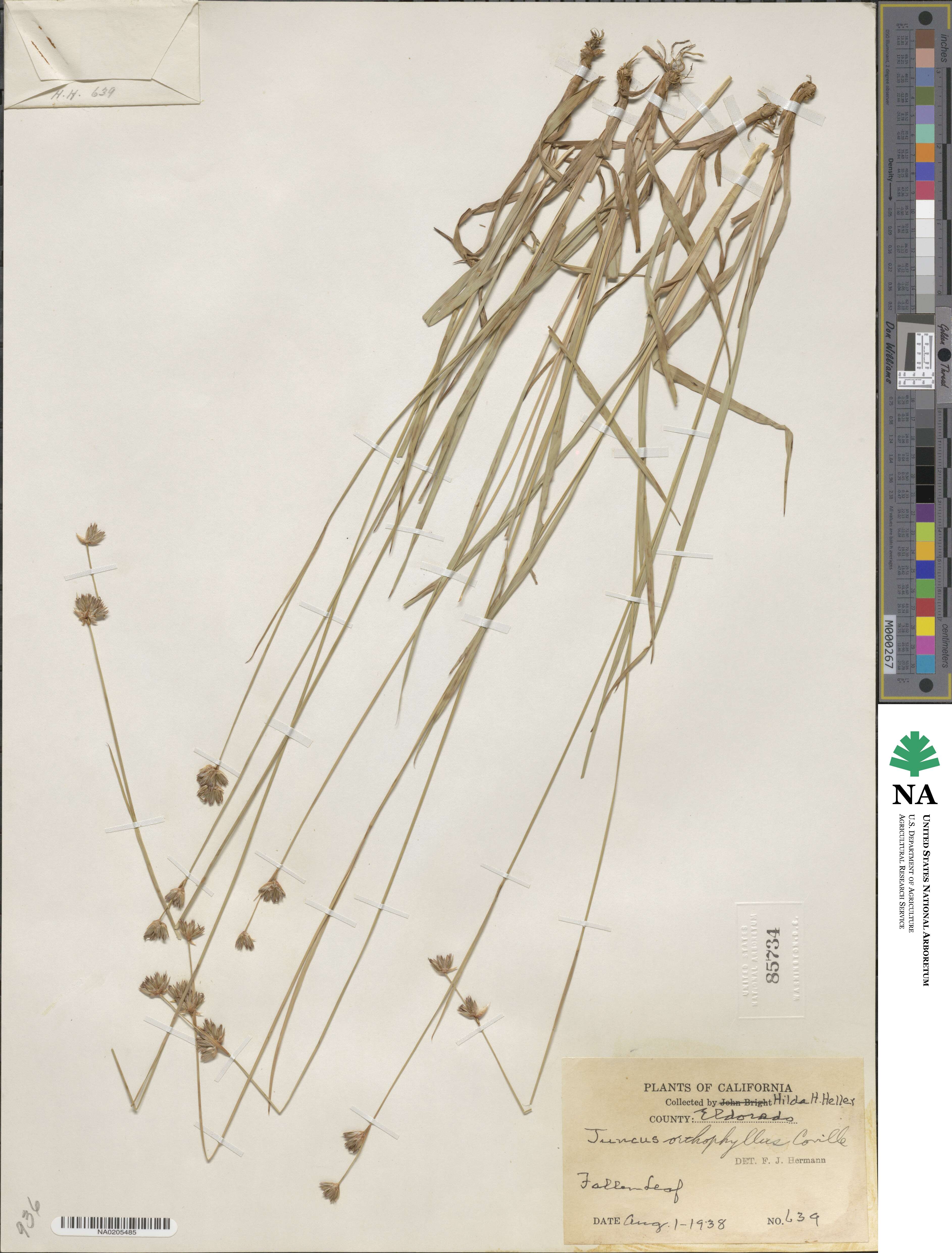 Juncus orthophyllus image