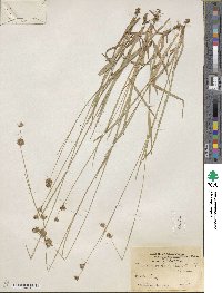 Juncus orthophyllus image