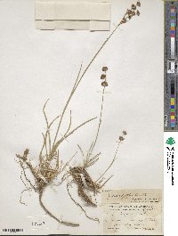 Juncus orthophyllus image