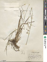 Juncus orthophyllus image