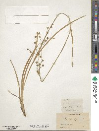 Juncus oxymeris image