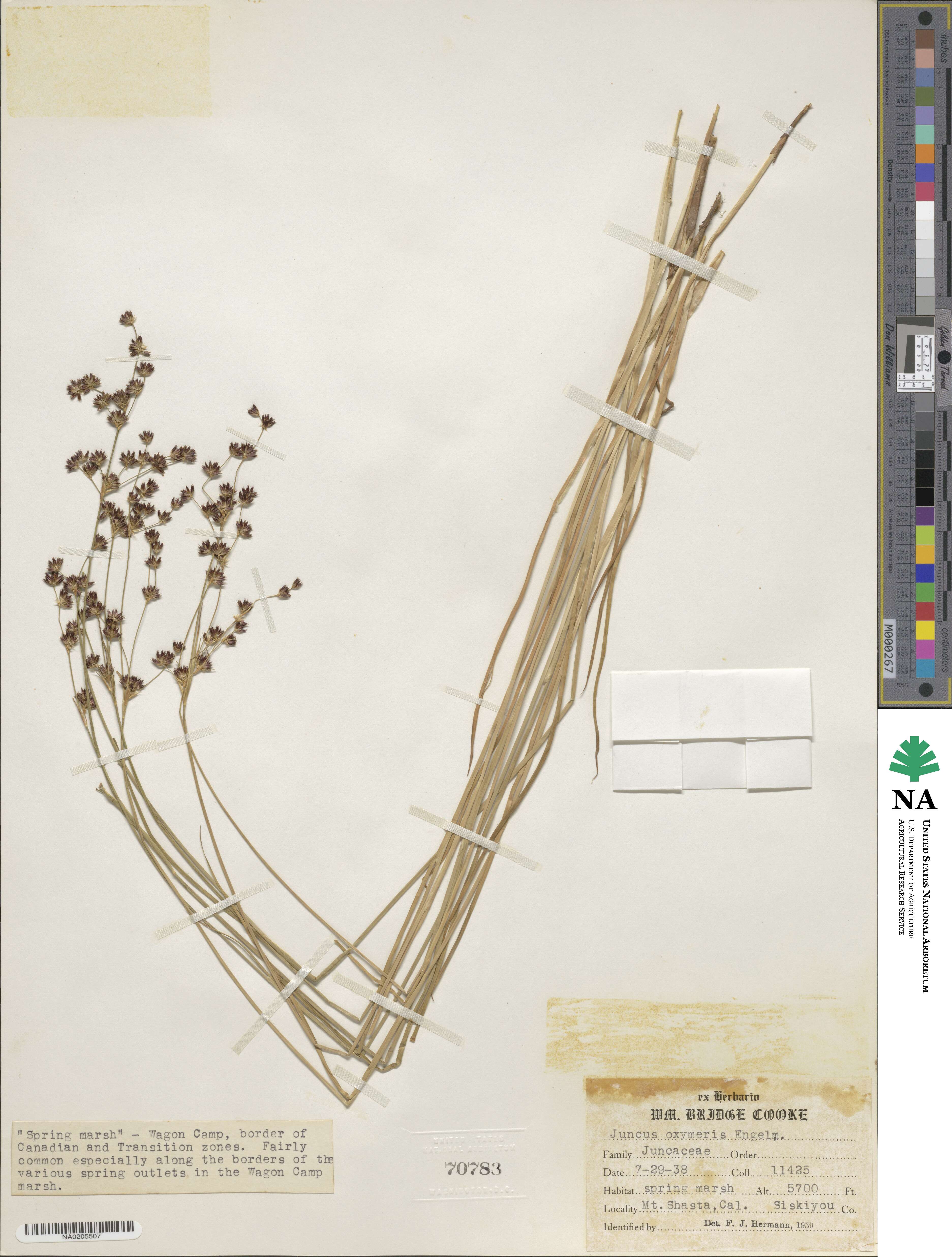 Juncus oxymeris image