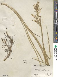 Juncus oxymeris image