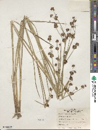 Juncus oxymeris image