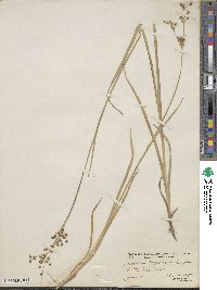 Juncus oxymeris image