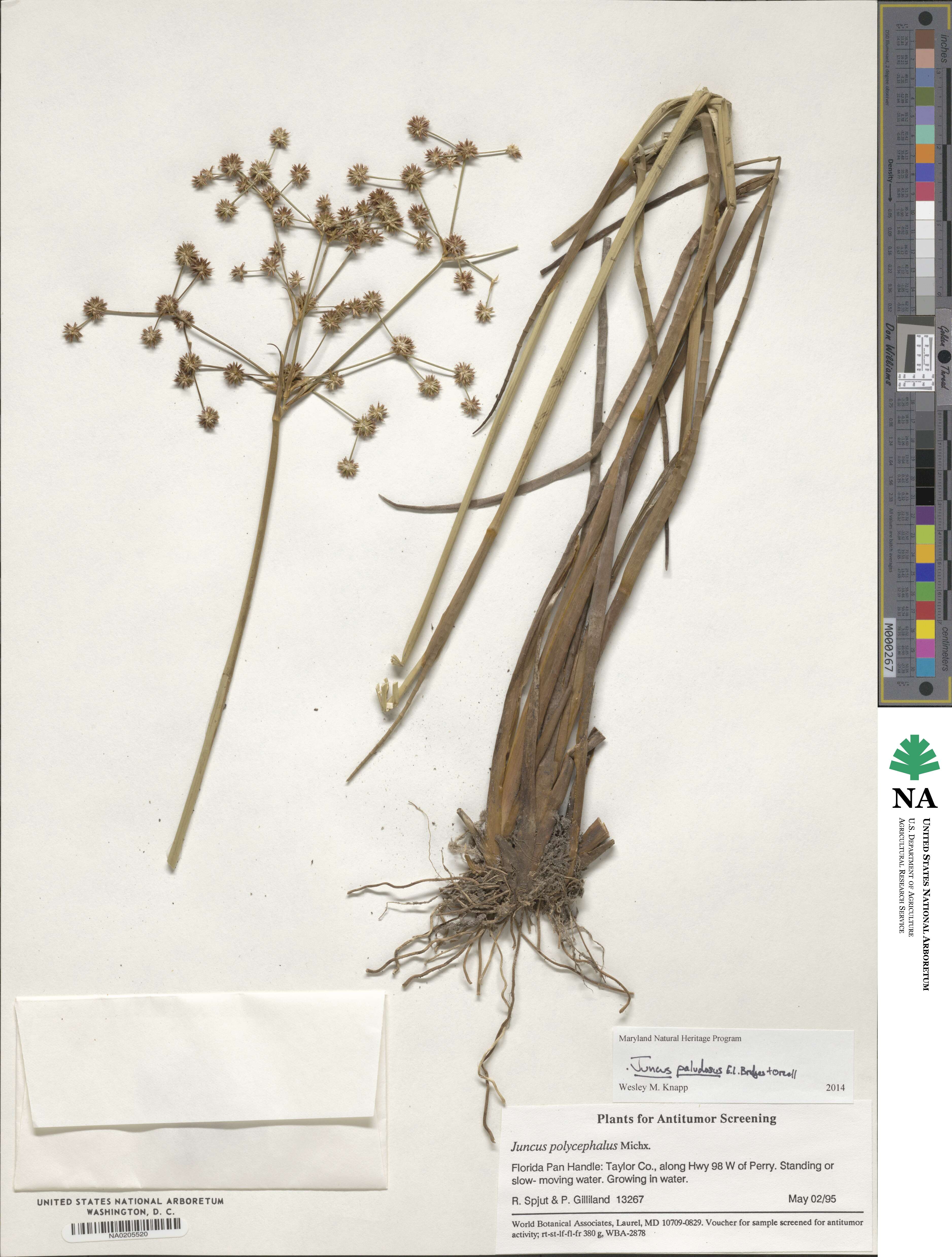 Juncus paludosus image
