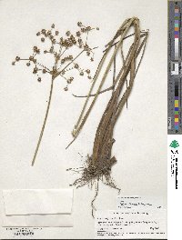 Juncus paludosus image