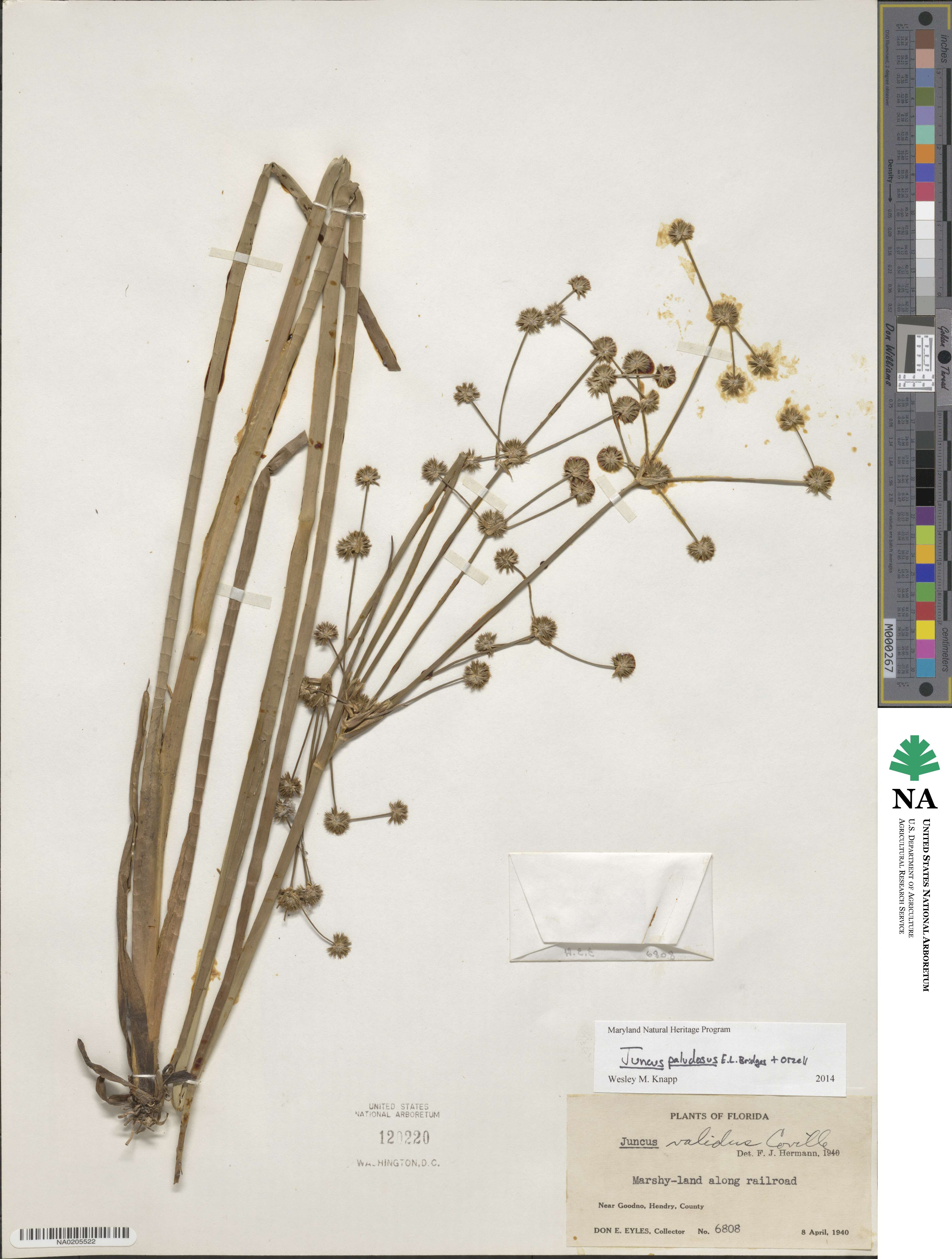 Juncus paludosus image