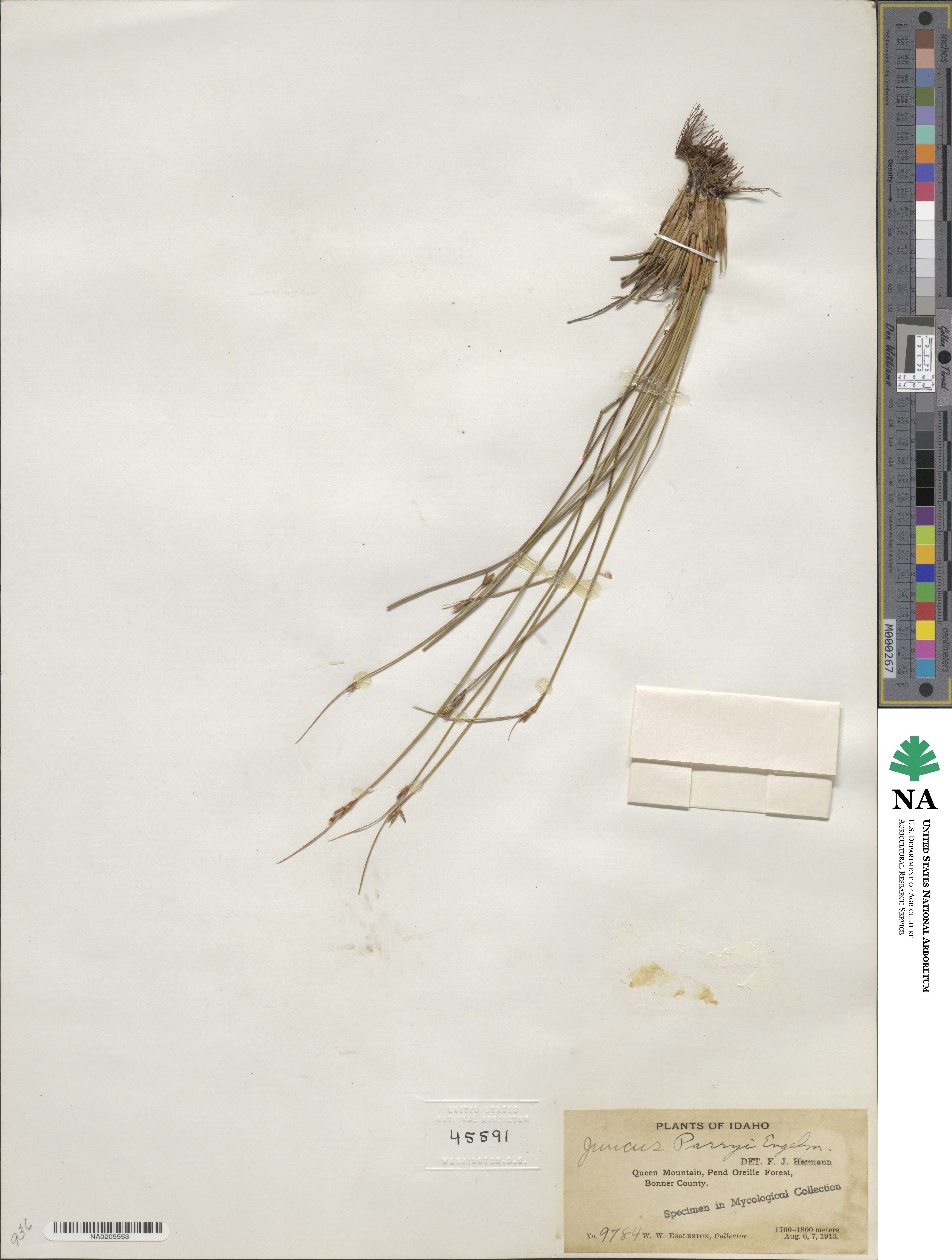 Juncus parryi image