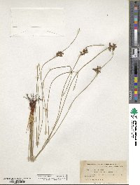 Juncus patens image