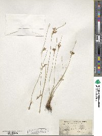 Juncus patens image