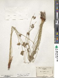 Juncus patens image