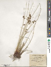 Juncus patens image