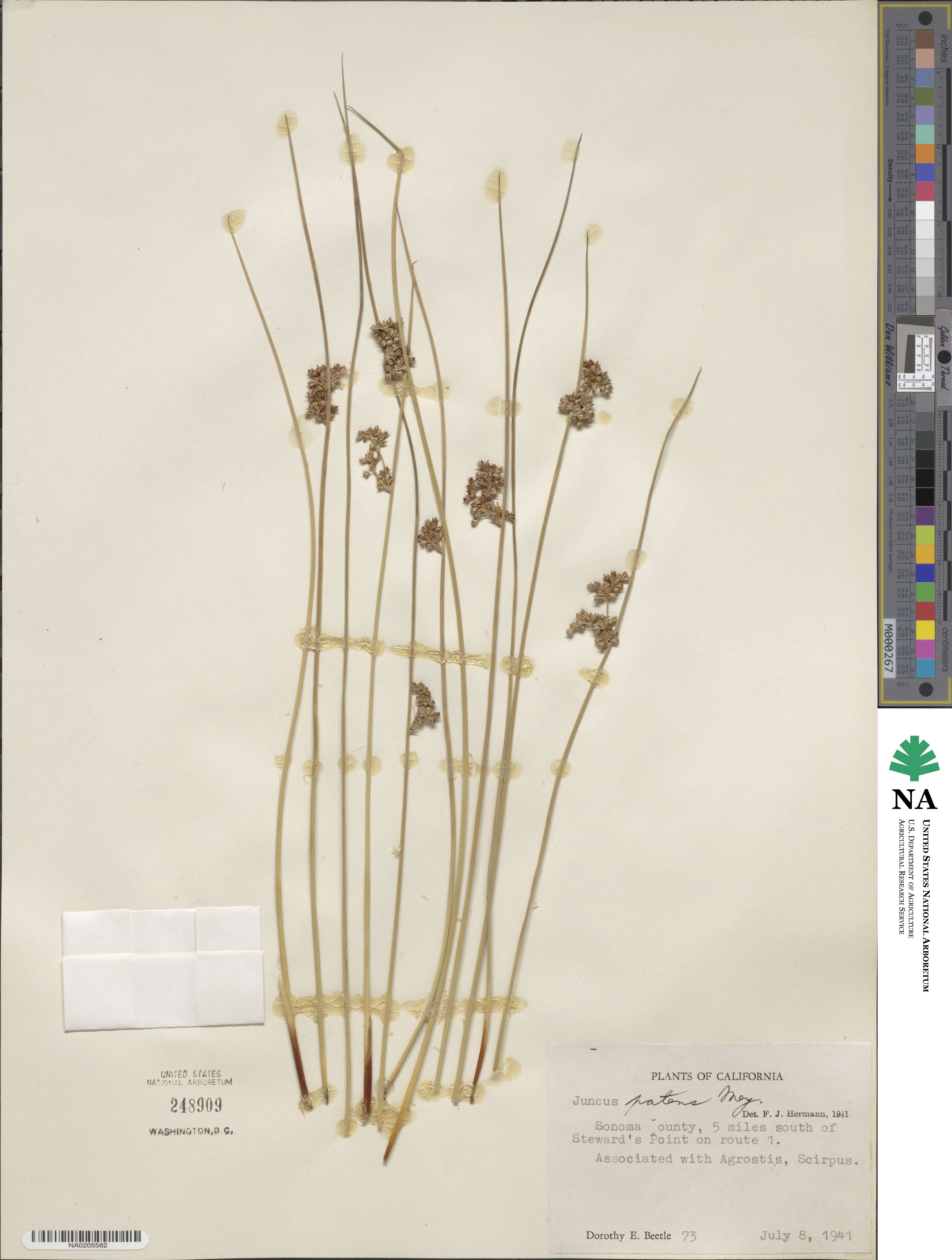 Juncus patens image