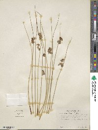 Juncus patens image