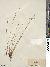 Juncus patens image