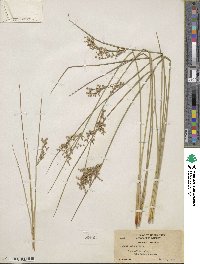 Juncus patens image