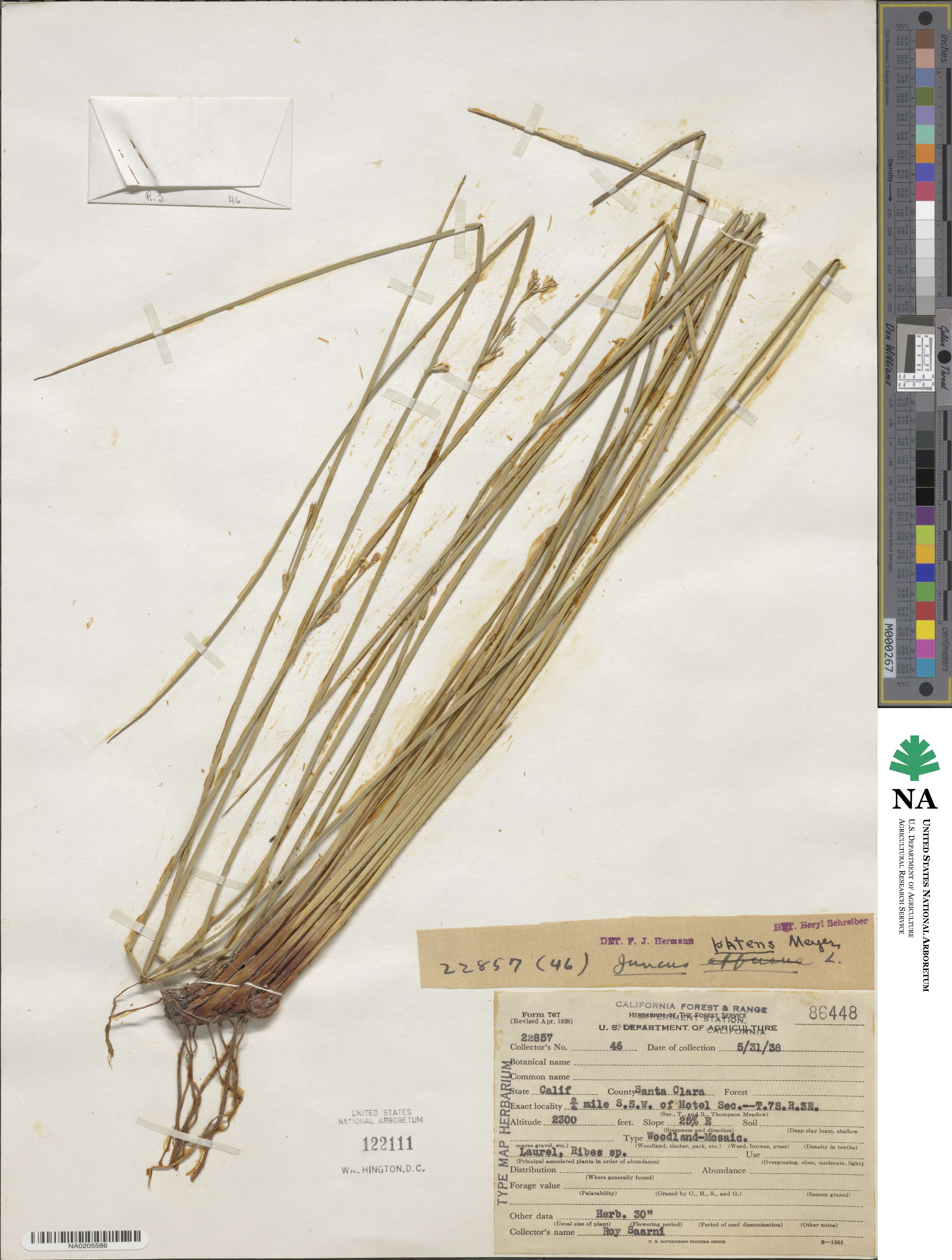 Juncus patens image