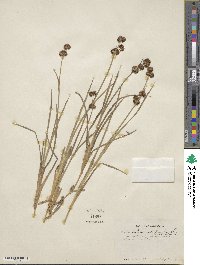 Juncus phaeocephalus image