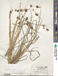 Juncus phaeocephalus image