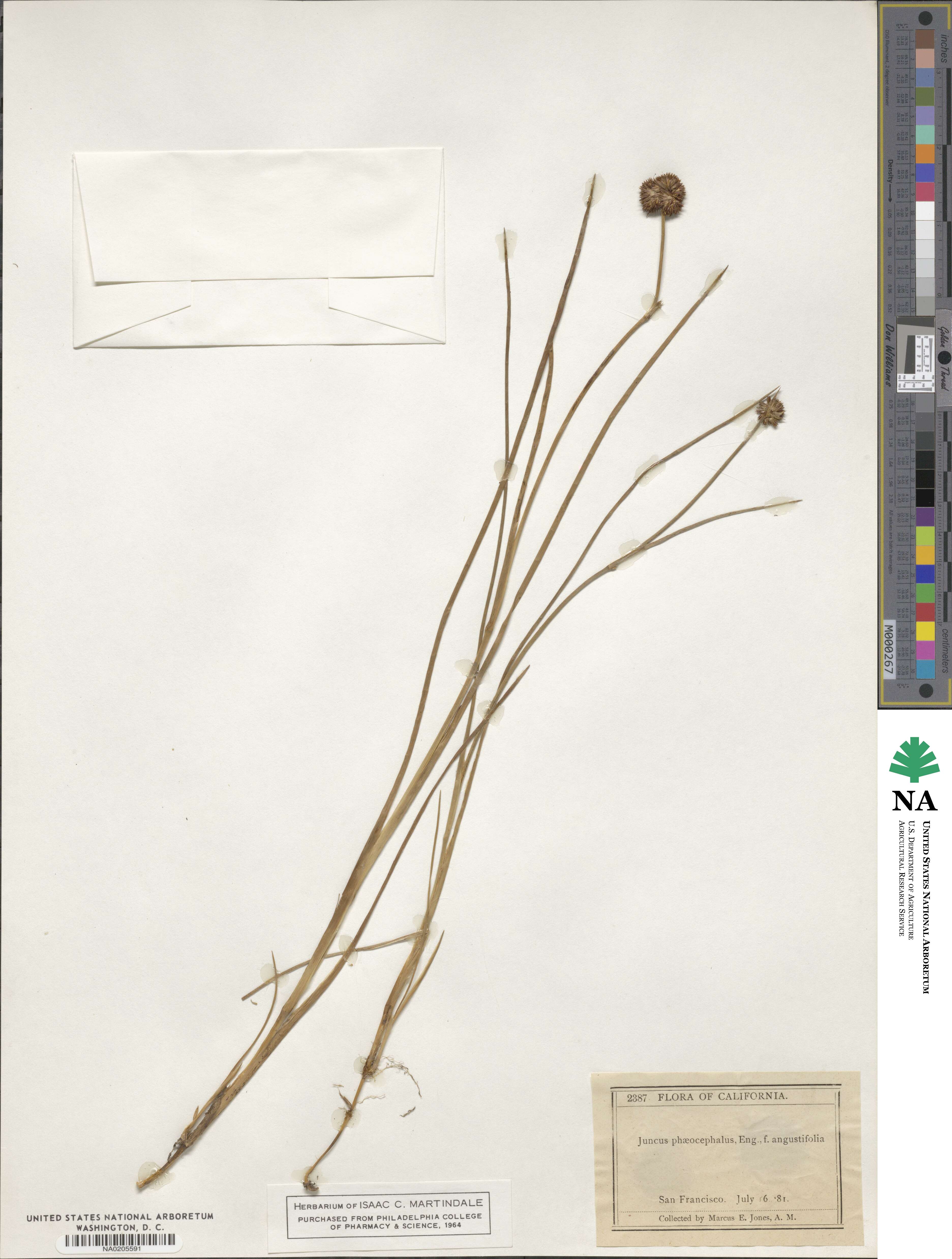 Juncus phaeocephalus image