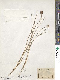 Juncus phaeocephalus image