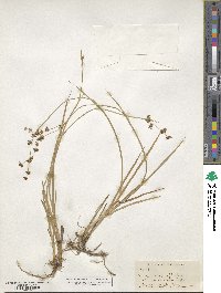 Juncus phaeocephalus image