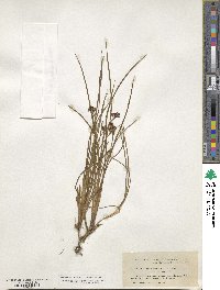 Juncus phaeocephalus image