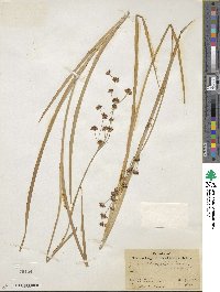 Juncus phaeocephalus image