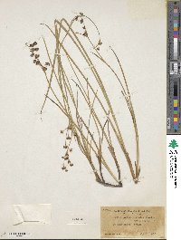 Juncus phaeocephalus image