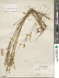 Juncus dichotomus image