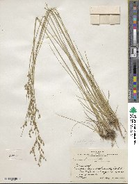 Juncus dichotomus image