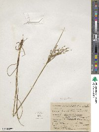 Juncus dichotomus image